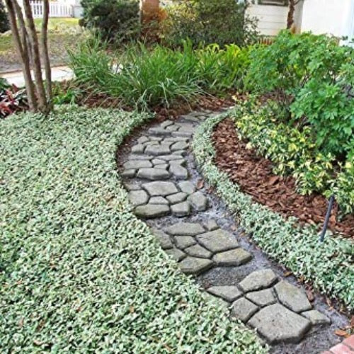 Minima Jasmine Variegated - Plant It Tampa Bay