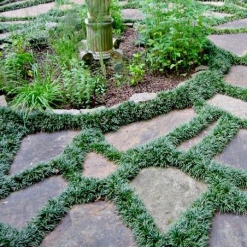 Dwarf Mondo Grass Edging FLOWERWOOD Mondo Grass 3 1/4 In. Pots