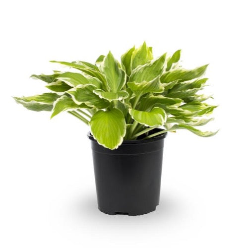 Hosta Patriot - Plant It Tampa Bay