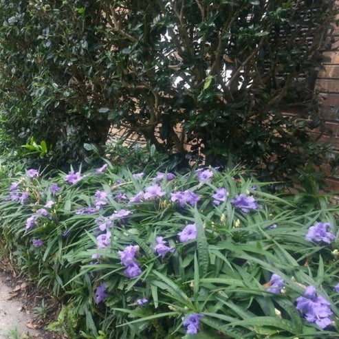 Petunia - Mexican Bluebell Dwarf – Plant It Tampa Bay