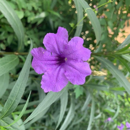 Petunia - Mexican Bluebell Dwarf - Plant It Tampa Bay