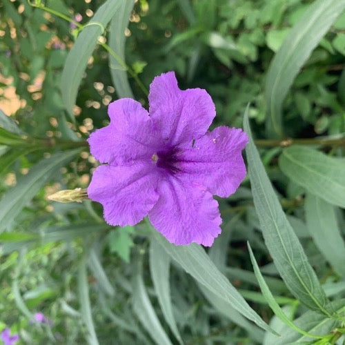 Petunia - Mexican Bluebell - Plant It Tampa Bay