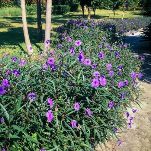 Petunia - Mexican Bluebell - Plant It Tampa Bay