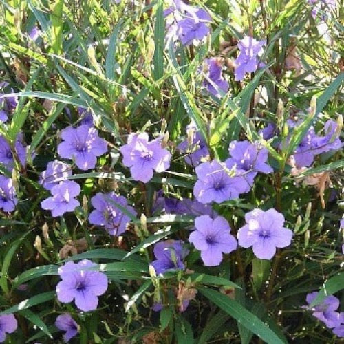 Petunia - Mexican Bluebell - Plant It Tampa Bay