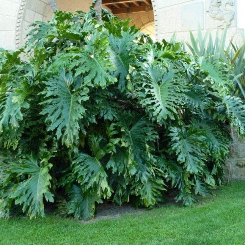 Philodendron Selloum Plant - Plant It Tampa Bay