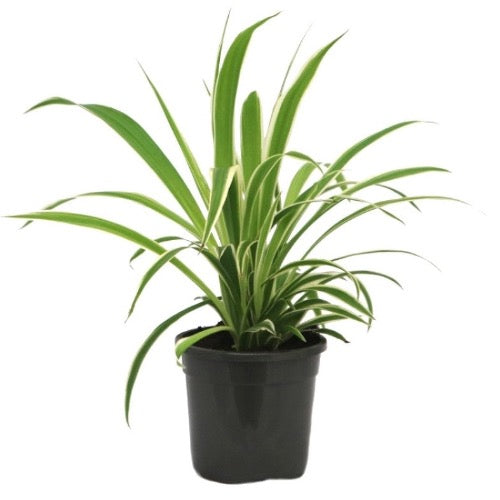 Flax Lilly - Plant It Tampa Bay