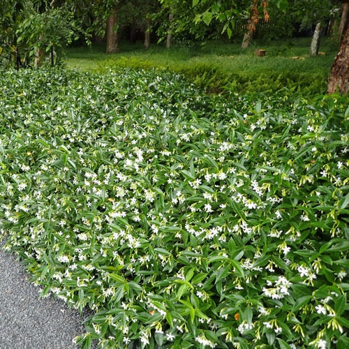 Jasmine Variegated Star - Plant It Tampa Bay