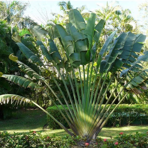 How tall does a Travelers Palm get?,  Tree, height, width, and number of trunks are important to your landscaping project Plant It Tampa Bay