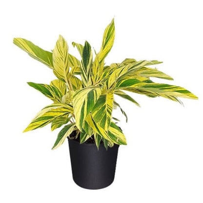 ginger house plant Variegated Ginger Lily – Plant It Tampa Bay