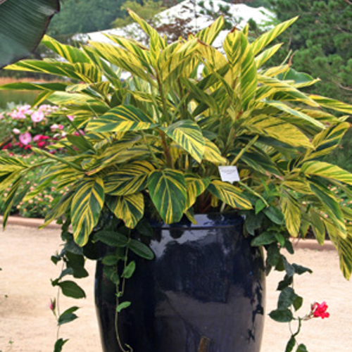 Variegated Ginger Lily - Plant It Tampa Bay