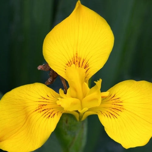 Yellow Iris - Plant It Tampa Bay