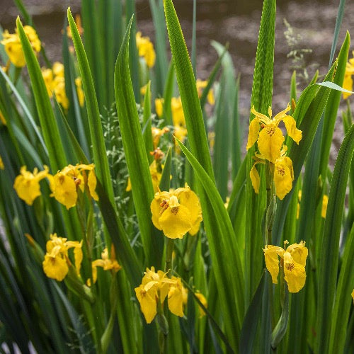 Yellow Iris - Plant It Tampa Bay