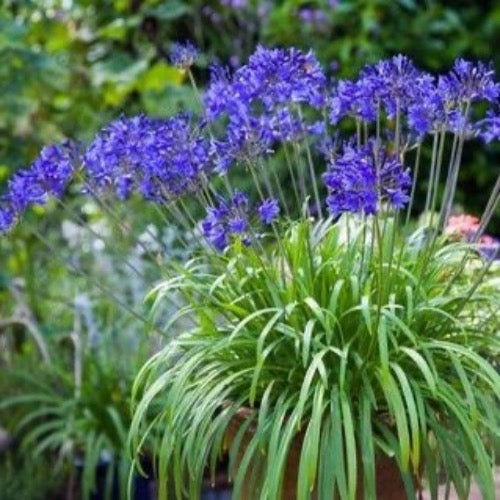 Agapanthus Peter Pan "Dwarf" - Plant It Tampa Bay