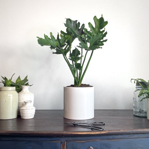 Philodendron Selloum Plant - Plant It Tampa Bay