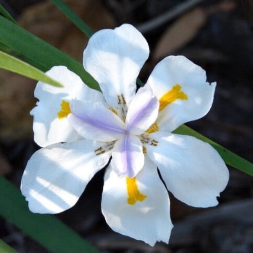 African Iris  "Butterfly Iris" - Plant It Tampa Bay