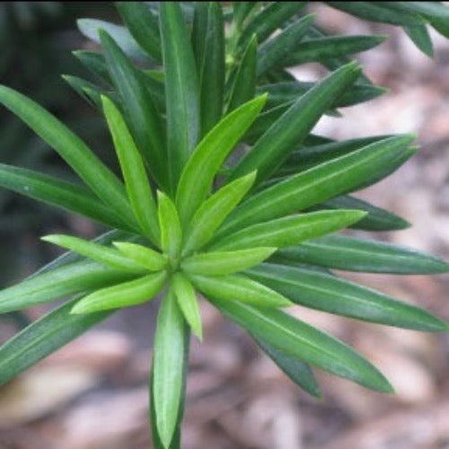 Podocarpus - Plant It Tampa Bay