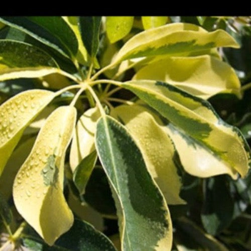 Schefflera "Dazzle" - 3 Gallon - Plant It Tampa Bay